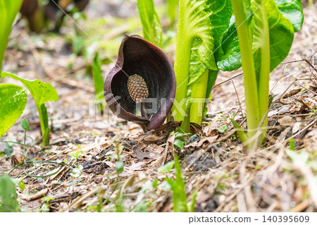 I photographed skunk cabbage growing in clusters in the wetlands of Hirokawa, Imazu-cho, Takashima City, Shiga Prefecture. 140395609