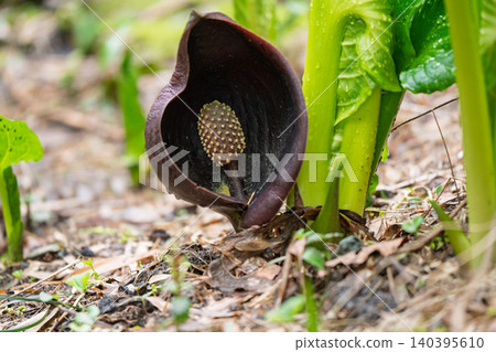 I photographed skunk cabbage growing in clusters in the wetlands of Hirokawa, Imazu-cho, Takashima City, Shiga Prefecture. I photographed skunk cabbage growing in clusters in the wetlands of Hirokawa, Imazu-cho, Takashima City, Shiga Prefecture. 140395610