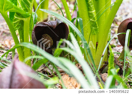 I photographed skunk cabbage growing in clusters in the wetlands of Hirokawa, Imazu-cho, Takashima City, Shiga Prefecture. I photographed skunk cabbage growing in clusters in the wetlands of Hirokawa, Imazu-cho, Takashima City, Shiga Prefecture. 140395622