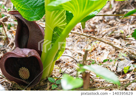 I photographed skunk cabbage growing in clusters in the wetlands of Hirokawa, Imazu-cho, Takashima City, Shiga Prefecture. I photographed skunk cabbage growing in clusters in the wetlands of Hirokawa, Imazu-cho, Takashima City, Shiga Prefecture. 140395629