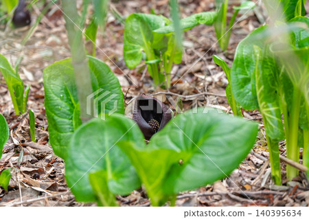 I photographed skunk cabbage growing in clusters in the wetlands of Hirokawa, Imazu-cho, Takashima City, Shiga Prefecture. I photographed skunk cabbage growing in clusters in the wetlands of Hirokawa, Imazu-cho, Takashima City, Shiga Prefecture. 140395634