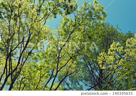 新鮮的綠色景觀 新鮮的綠色景觀 140395635