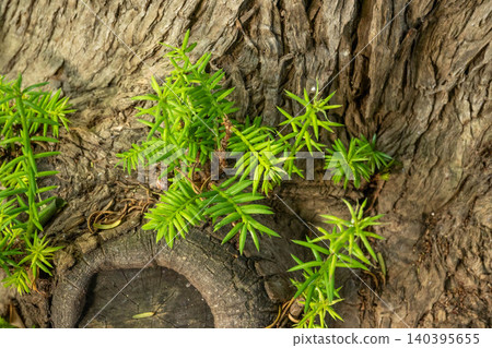 Kaya tree Kaya tree 140395655