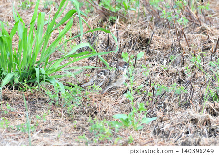 Sparrows during the breeding season Sparrows during the breeding season 140396249