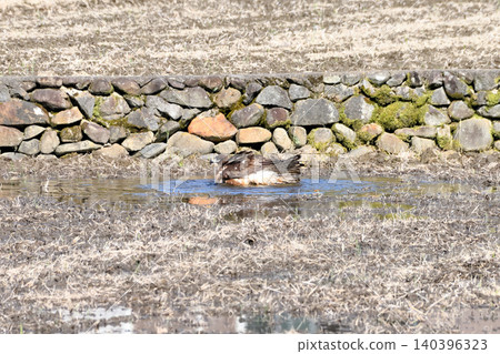 A kite taking a bath. 140396323