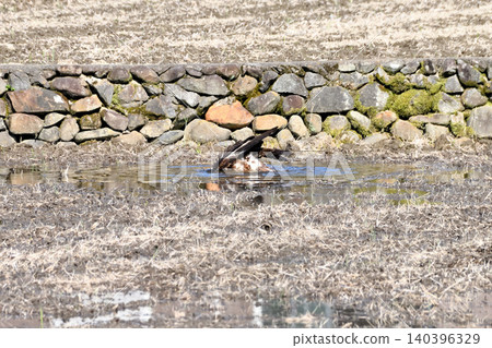 A kite taking a bath. 140396329