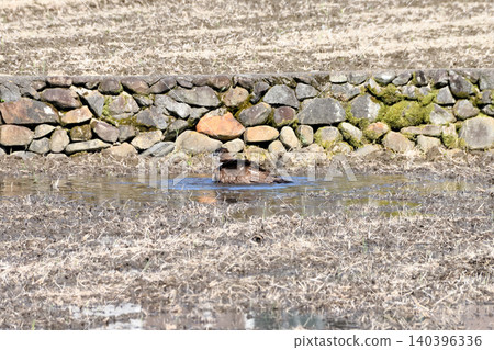 A kite taking a bath. 140396336