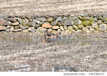 A kite taking a bath. 140396337