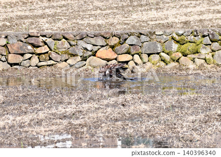 A kite taking a bath. A kite taking a bath. 140396340