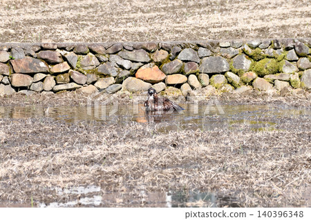 A kite taking a bath. A kite taking a bath. 140396348