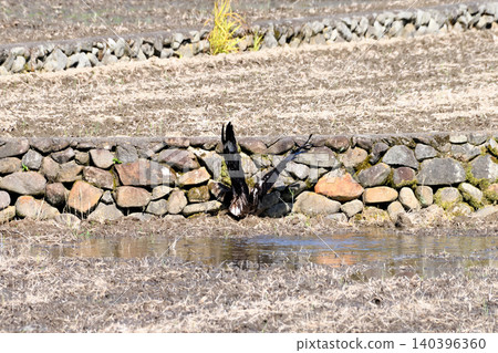 A kite taking a bath. 140396360