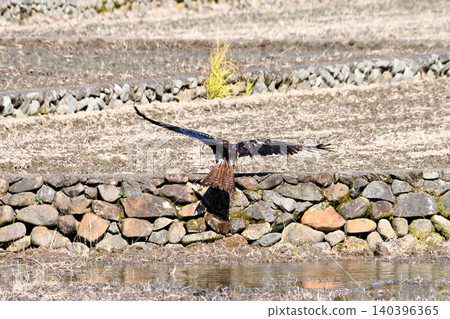 A kite taking a bath. A kite taking a bath. 140396365