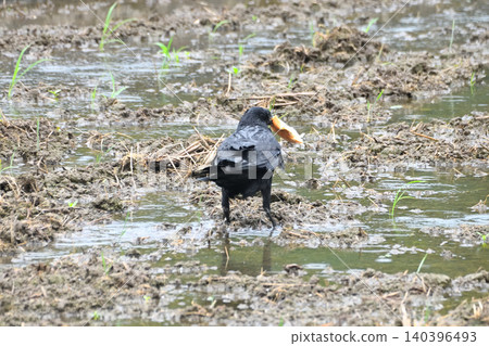 Crows steal food from kites. 140396493