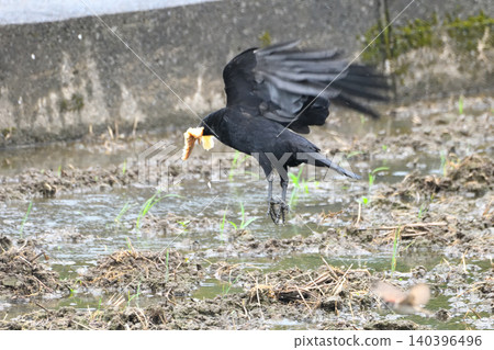 Crows steal food from kites. Crows steal food from kites. 140396496