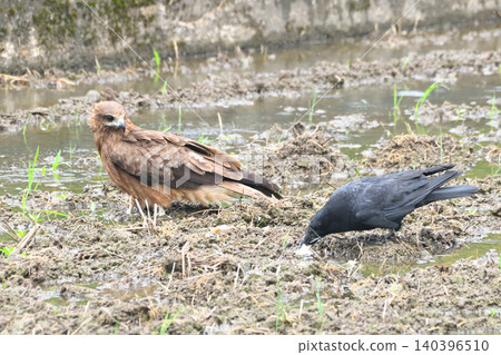 Crows steal food from kites. Crows steal food from kites. 140396510