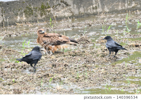 Crows steal food from kites. Crows steal food from kites. 140396534