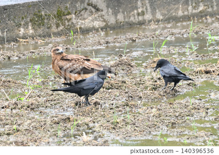 Crows steal food from kites. Crows steal food from kites. 140396536