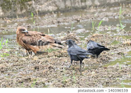 Crows steal food from kites. 140396539