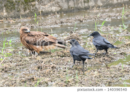 Crows steal food from kites. Crows steal food from kites. 140396540