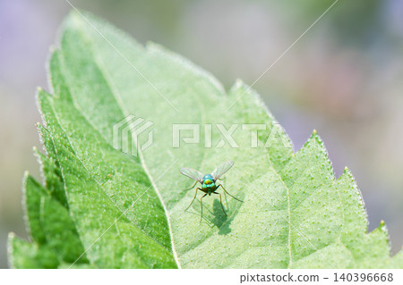 A metallic-looking long-legged fly is looking at me. 140396668