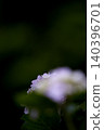 風景與繡球花 140396701