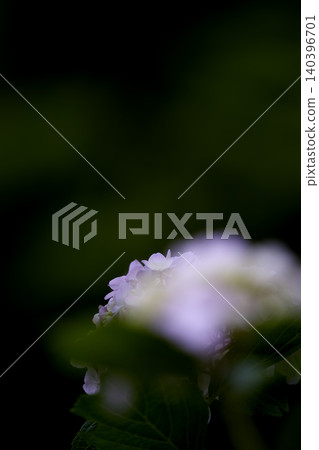 風景與繡球花 140396701