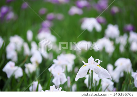 White irises White irises 140396702