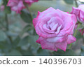 玫瑰園裡盛開著粉紅色的玫瑰花 140396703