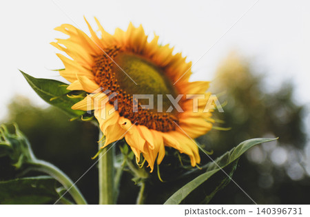 Sunflower head close up in agricultural field with soft bokeh background. Blooming yellow helianthus flower on stem, organic farming, autumn harvest and rural nature concept Sunflower head close up in agricultural field with soft bokeh background. Blooming yellow helianthus flower on stem, organic farming, autumn harvest and rural nature concept 140396731