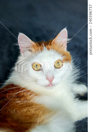 Cat portrait with yellow eyes looking at camera close up. Vertical shot of fluffy white and red ginger domestic pet, feline muzzle with long whiskers, veterinary and animal care concept Cat portrait with yellow eyes looking at camera close up. Vertical shot of fluffy white and red ginger domestic pet, feline muzzle with long whiskers, veterinary and animal care concept 140396737