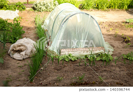 Greenhouse tunnel in a backyard garden with green onion beds. Small polytunnel for growing vegetables, spring plant seedling, organic farming and permaculture concept 140396744