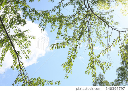 Fresh green Metasequoia Fresh green Metasequoia 140396797