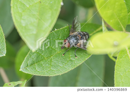 Togari Hari fly 140396869