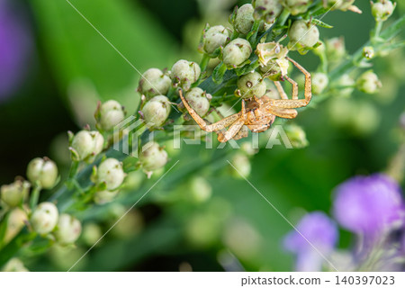 A crab spider is captured head-on, patiently waiting for prey on a flower bud. A crab spider is captured head-on, patiently waiting for prey on a flower bud. 140397023