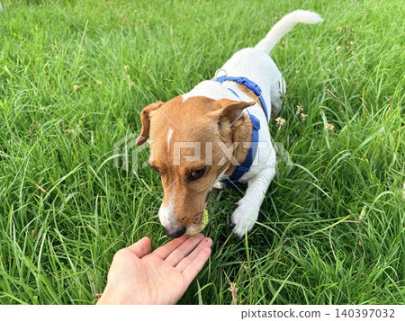 The owner extends his hand to his Jack Russell Terrier sitting in the green grass. The owner extends his hand to his Jack Russell Terrier sitting in the green grass. 140397032