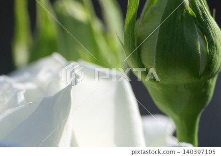 A large bud supporting a white rose A large bud supporting a white rose 140397105