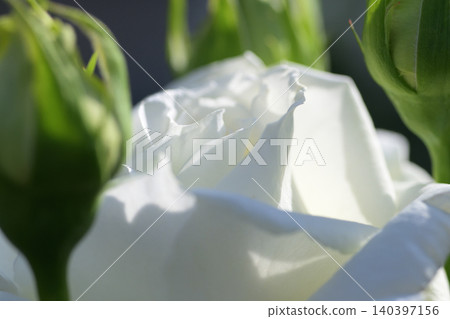 White rosebuds surrounding a white rose White rosebuds surrounding a white rose 140397156