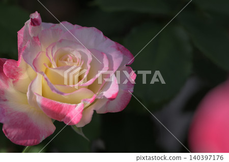 玫瑰園裡盛開著粉色和白色的玫瑰花 140397176