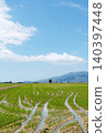 flooded rice fields toward the Montsia, in Spain 140397448