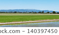 rice paddies in the Ebro Delta, Spain, banner 140397450