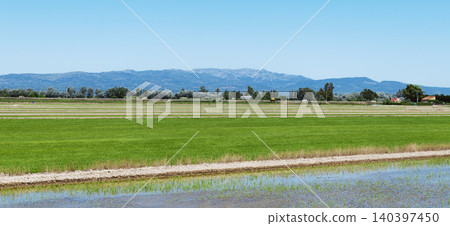 rice paddies in the Ebro Delta, Spain, banner 140397450