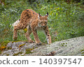 The Eurasian lynx (Lynx lynx) in the forest. 140397547