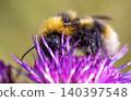 Bumblebee collecting nectar on vibrant purple thistle flower. 140397548