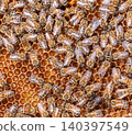 Honey Bees working on honeycomb close-up shot. 140397549