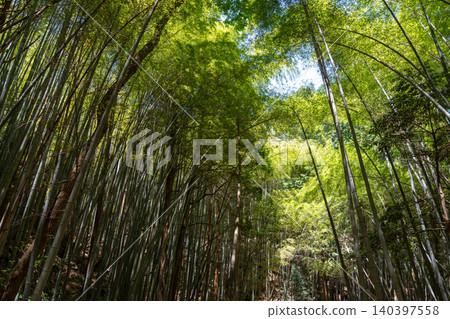 Bamboo forest near Mitaki-Dera temple in Hiroshima, Japan Bamboo forest near Mitaki-Dera temple in Hiroshima, Japan 140397558