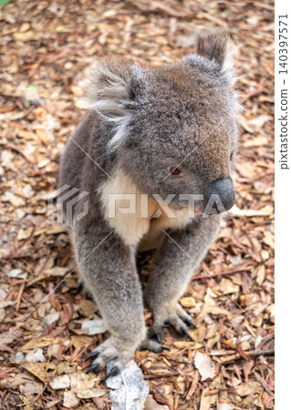 Koala sitting on a bed of dry leaves on Kangaroo Island Koala sitting on a bed of dry leaves on Kangaroo Island 140397571