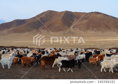 A herd of goats kept by nomadic people in Khustai National Park, Mongolia. A herd of goats kept by nomadic people in Khustai National Park, Mongolia. 140398181