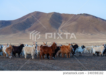 A herd of goats kept by nomadic people in Khustai National Park, Mongolia. A herd of goats kept by nomadic people in Khustai National Park, Mongolia. 140398182