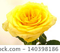 Yellow rose flower 01 140398186