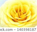 Yellow rose flower 02 140398187